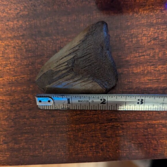 Fossilized Shark Tooth Megalodon Polished Ocean Collectible 2.5" by 2" - Picture 6 of 6